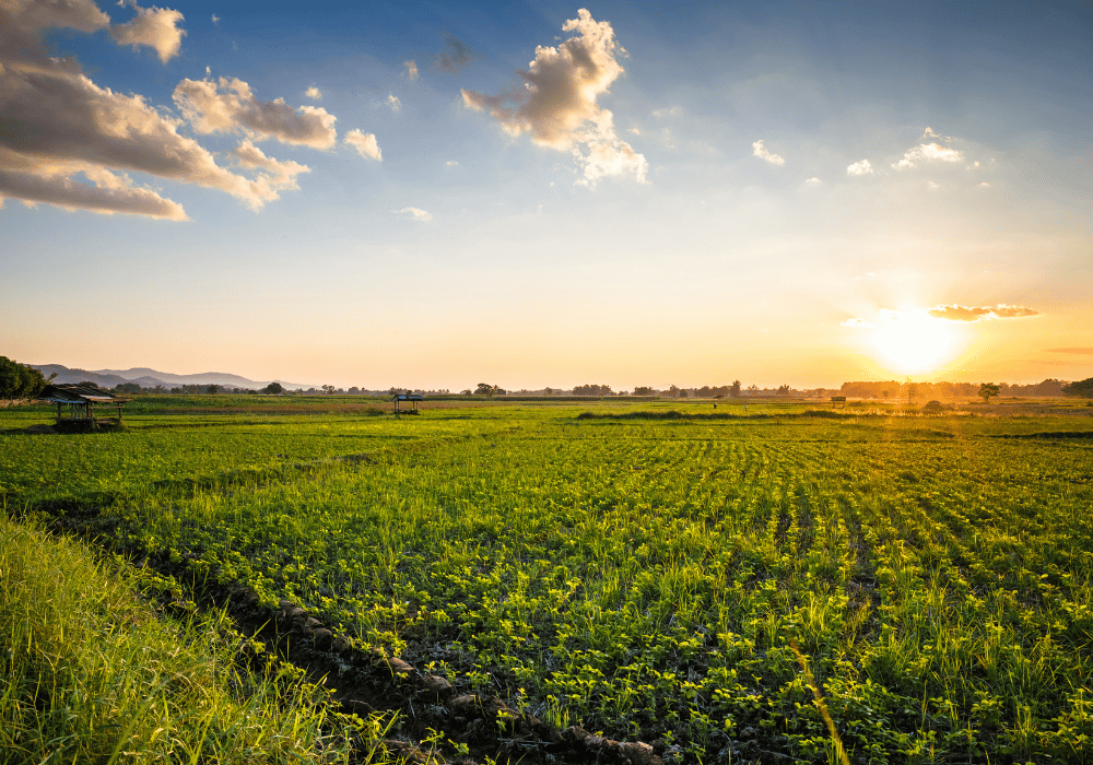 Irrigation