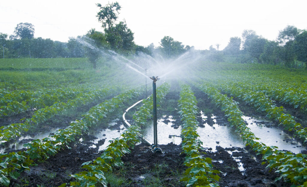 Automatic Sprinkler irrigation system watering in the farm.