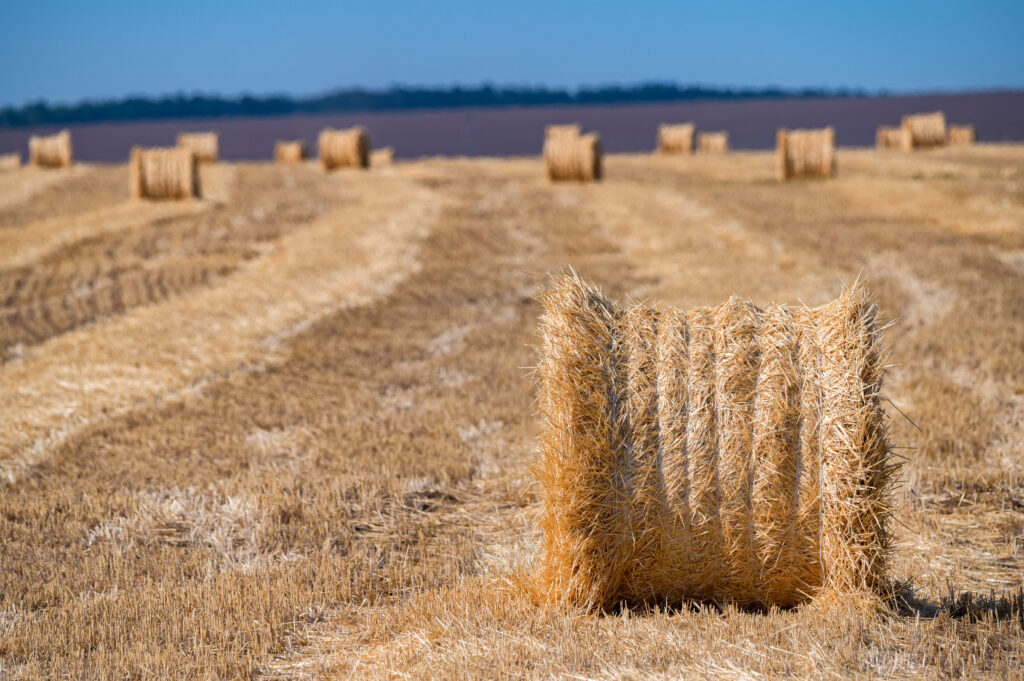 Close up of straw bale on farmland with blue cloudless sky