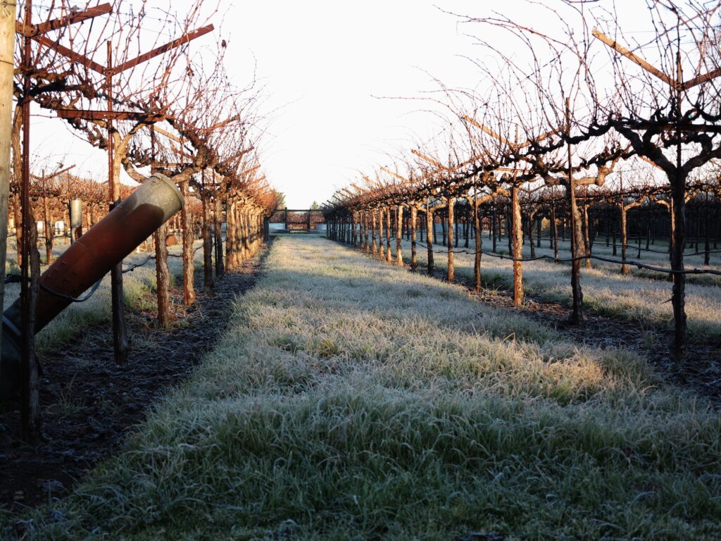 Early morning frost on the ground between rows of dormant hibernating bare vines in winter