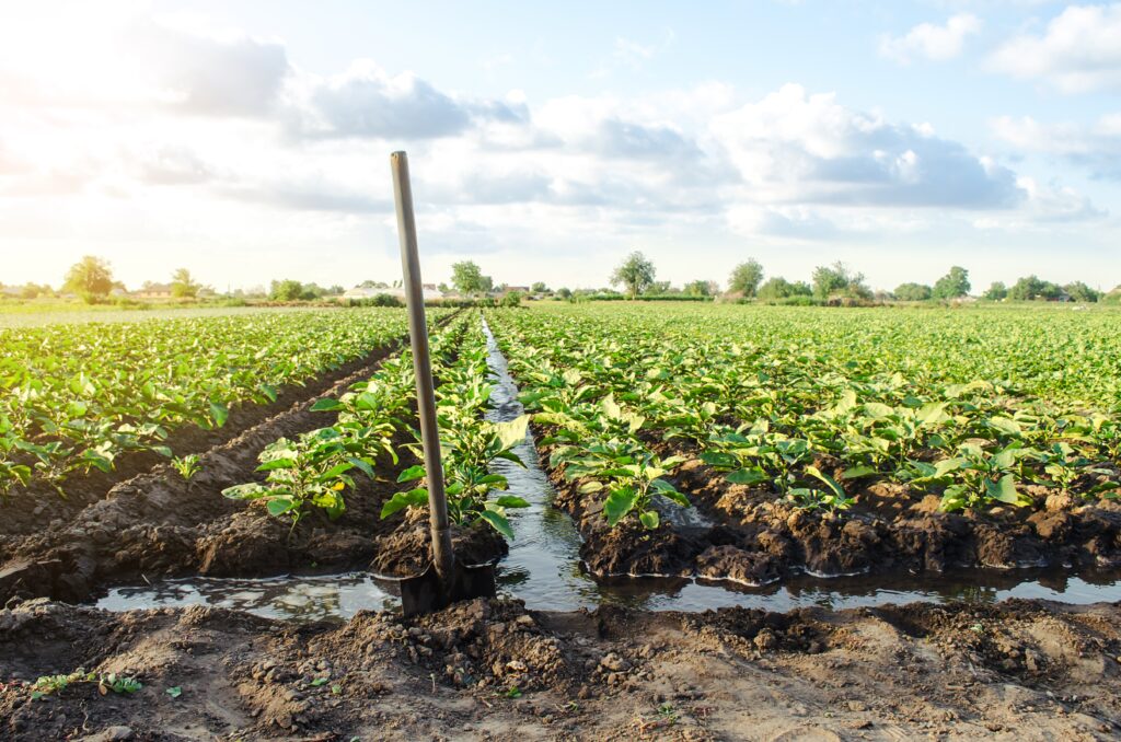 a crop that has recently been watered