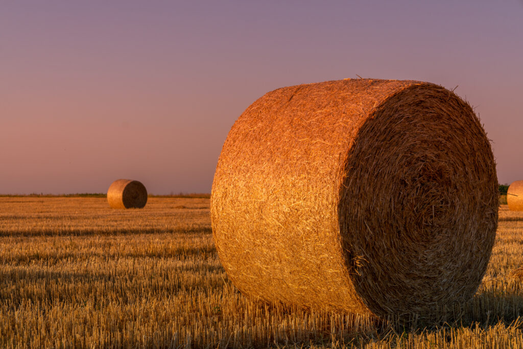 Hay rolls and warm sunset sunlight in the field