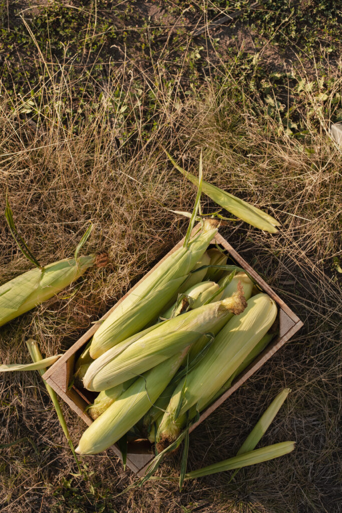 Just picked sweet corn cobs