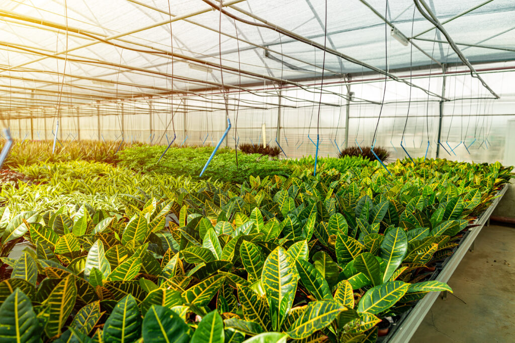 Modern large greenhouse