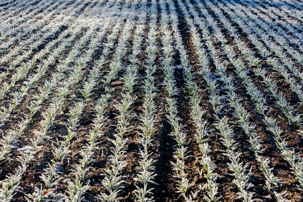 rows of wheat sprouts covered with frozen frost