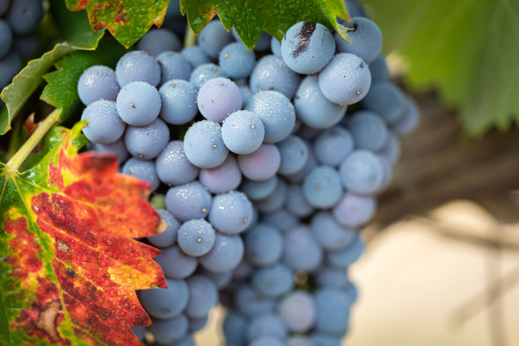 Ripe Wine Grapes on the Vine