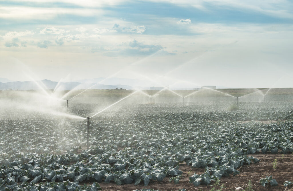Watering cabbage with sprinklers