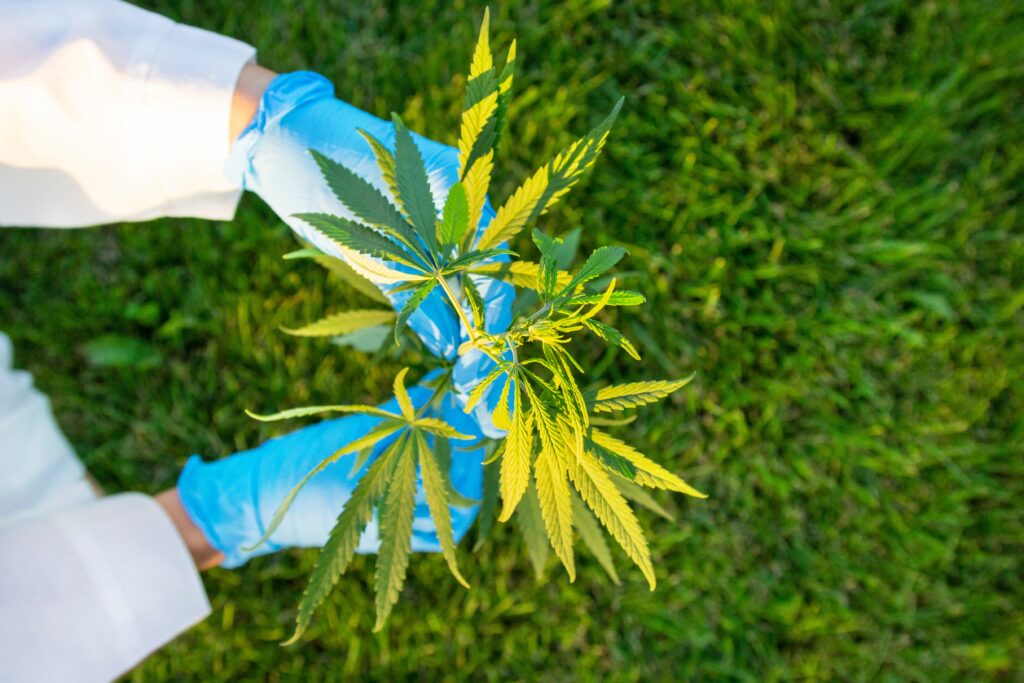 Woman hands in white coat and blue medical gloves holding cannabis