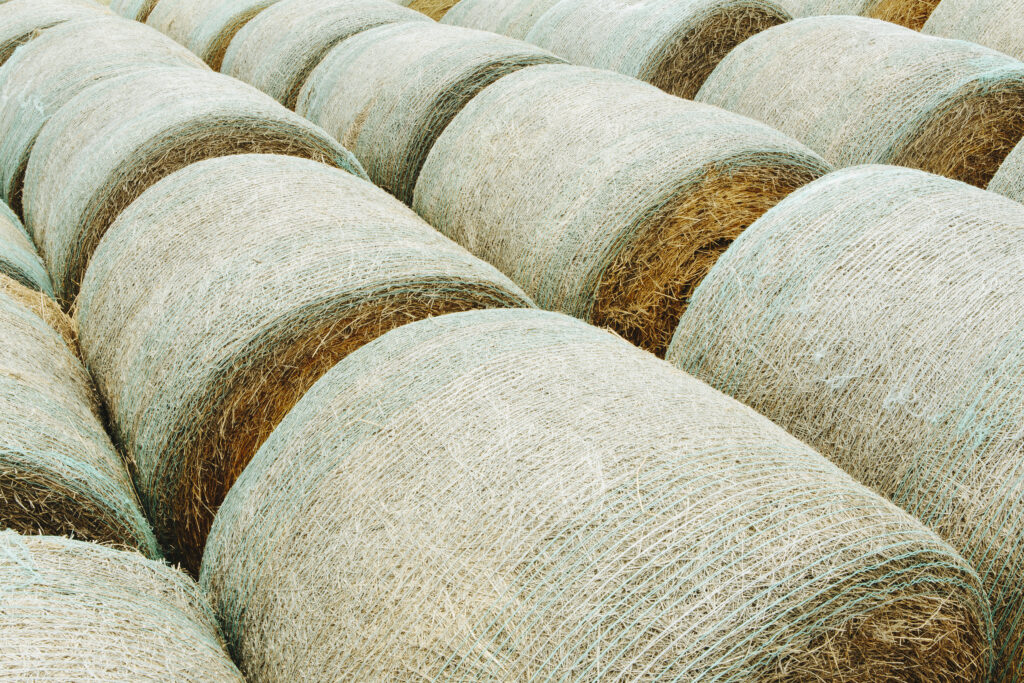 wrapped bales of hay in a field