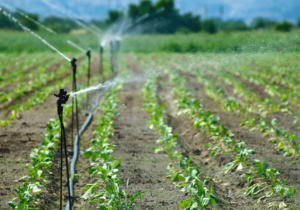 drip irrigation