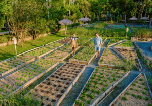 Raised beds